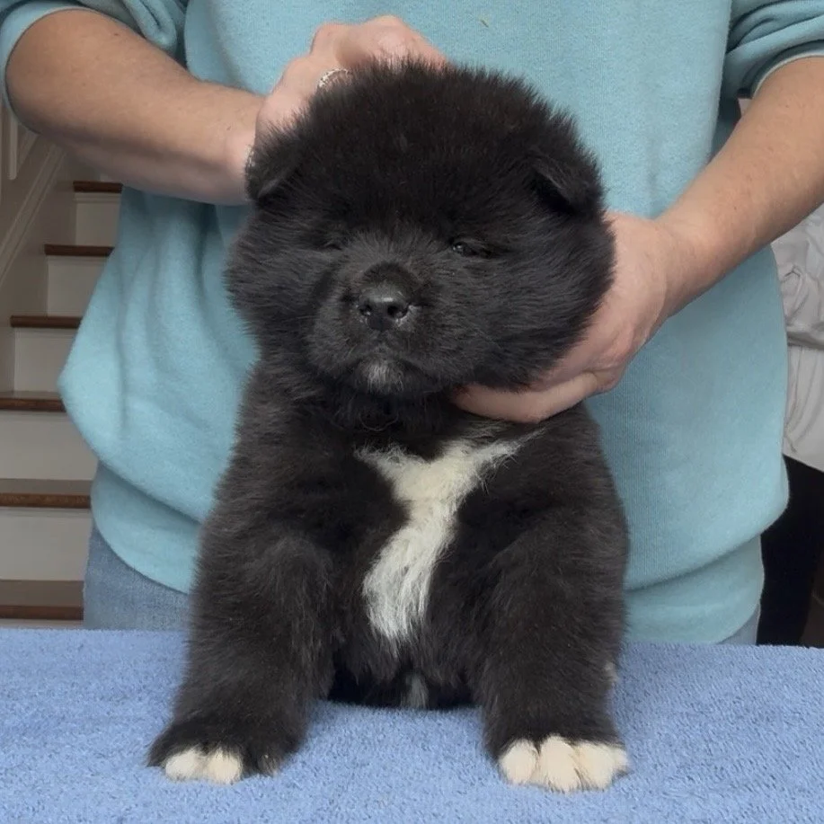 Boy 1 Brick red collar - 4 weeks old. Reserved. Cassandra