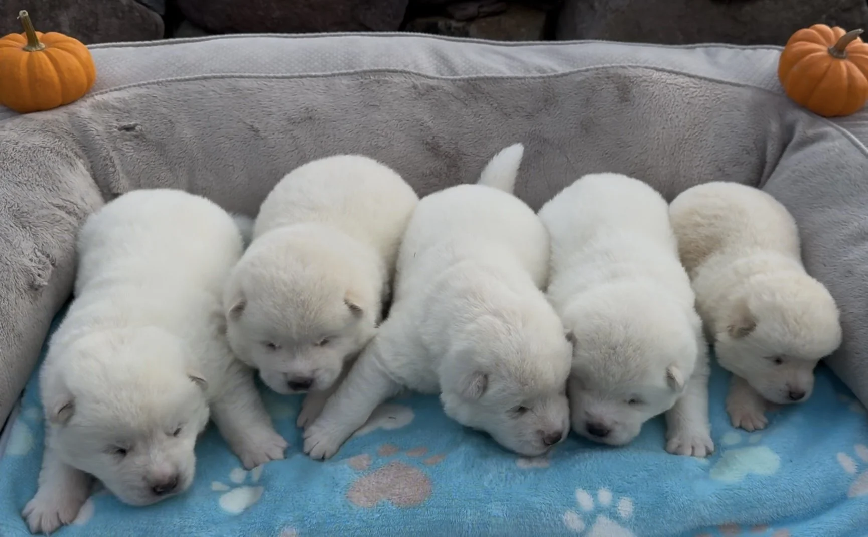 Boys - 2 weeks old