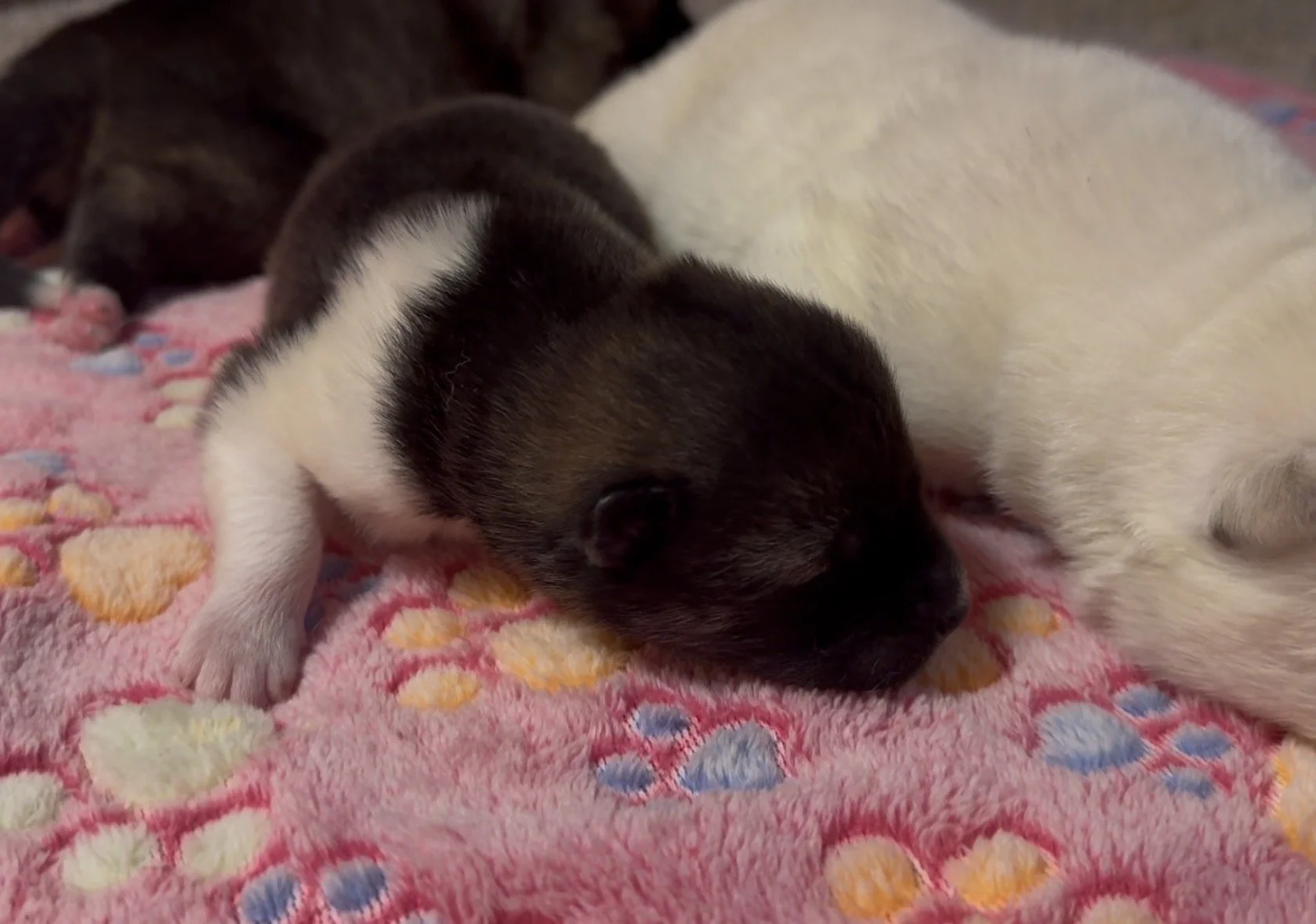 Girls - 1 week old