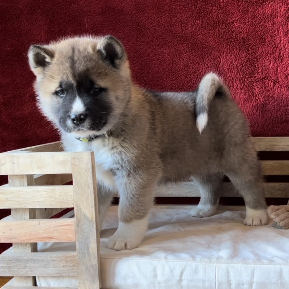 Boy 6 yellow collar - Reserved. Maria