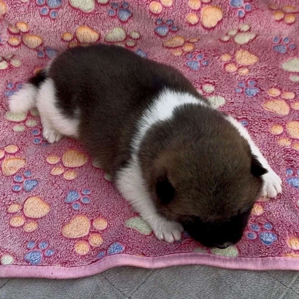 Girl 2 - 2 weeks old