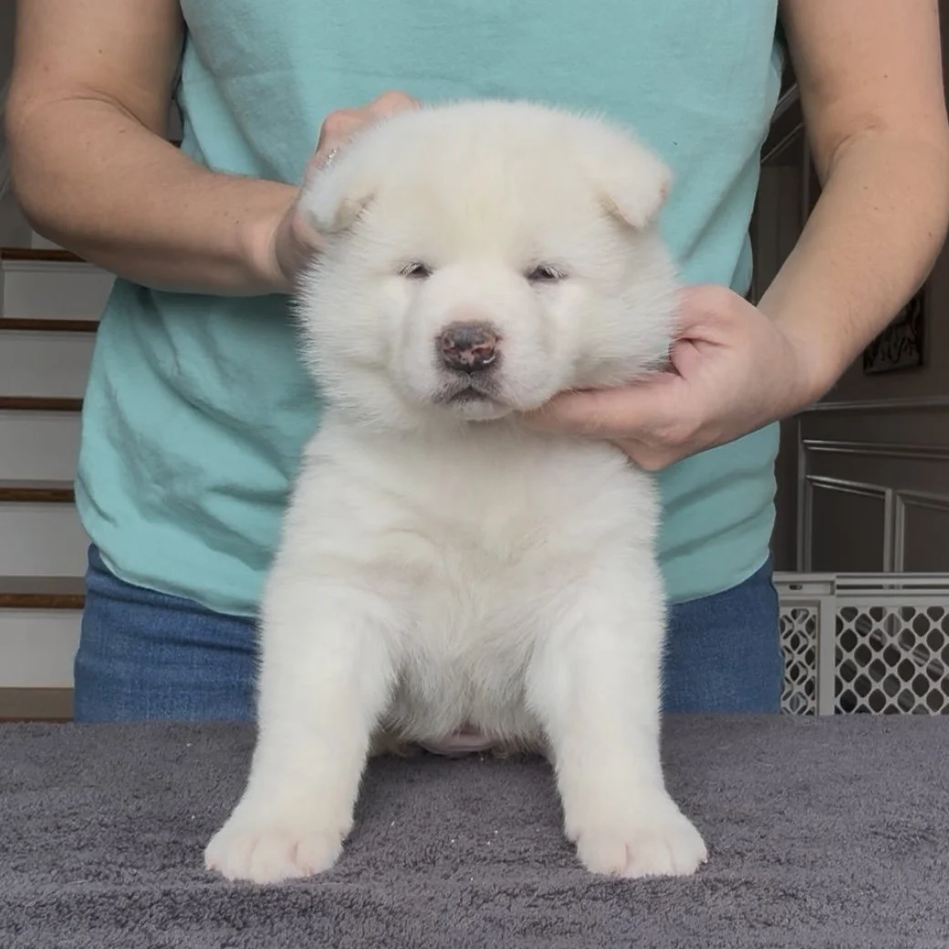 Girl Purple Collar - 4 weeks old. Reserved. Trevor