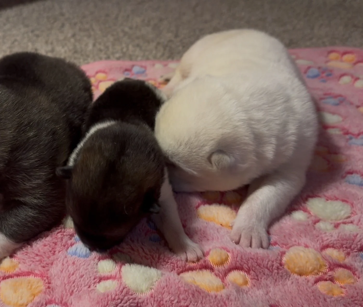 Girls - 1 week old