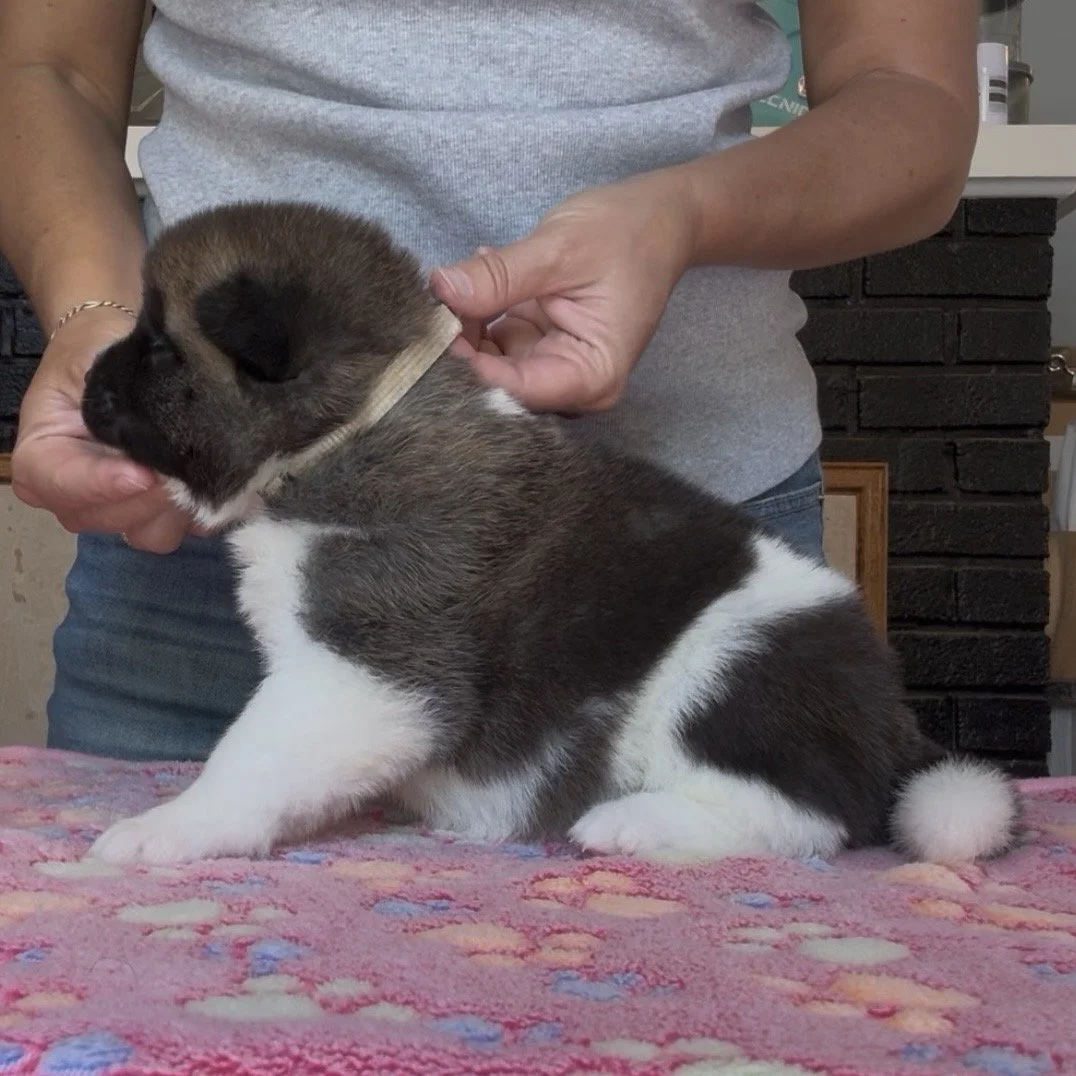 Girl 5 Cream collar - 3 weeks old
