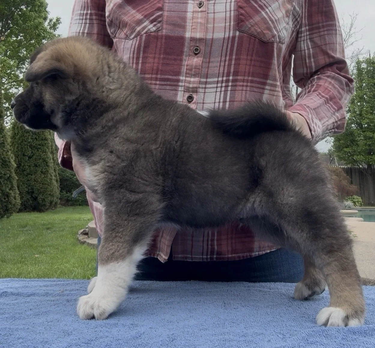 Boy 1 - 6 weeks old. Reserved. Holly