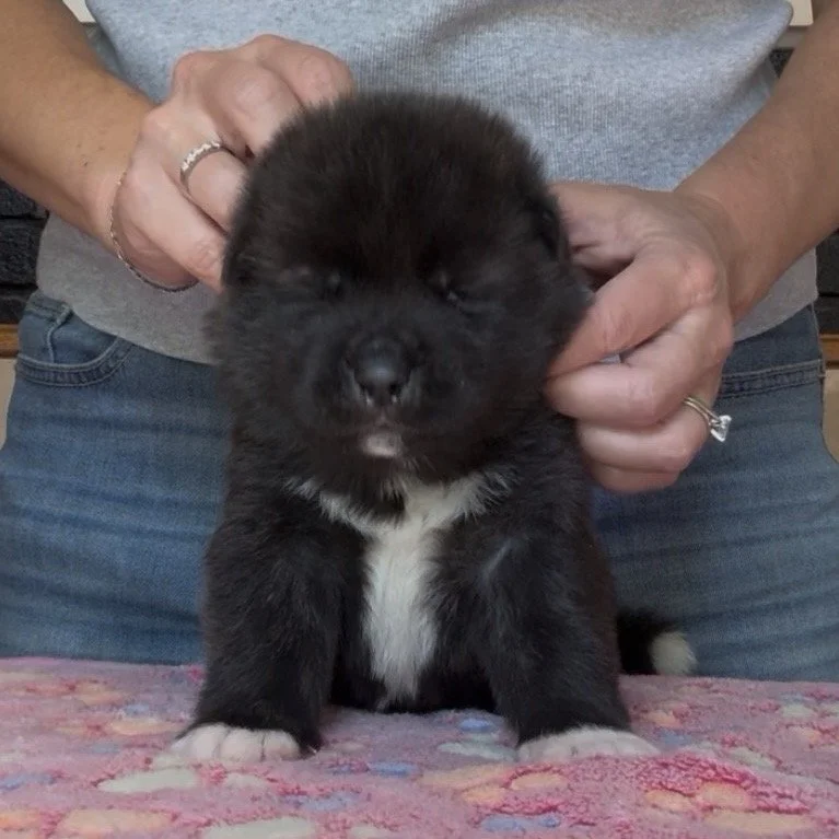 Girl 1 Dark pink collar - 3 weeks old
