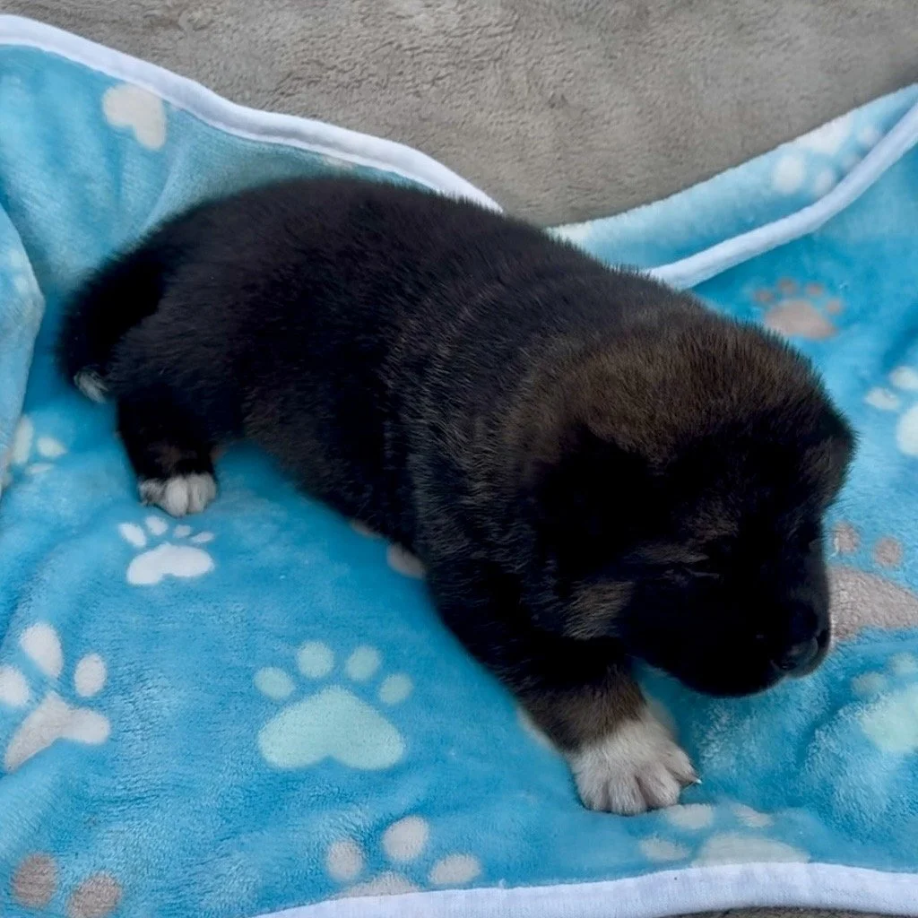 Boy 1 - 2 weeks old
