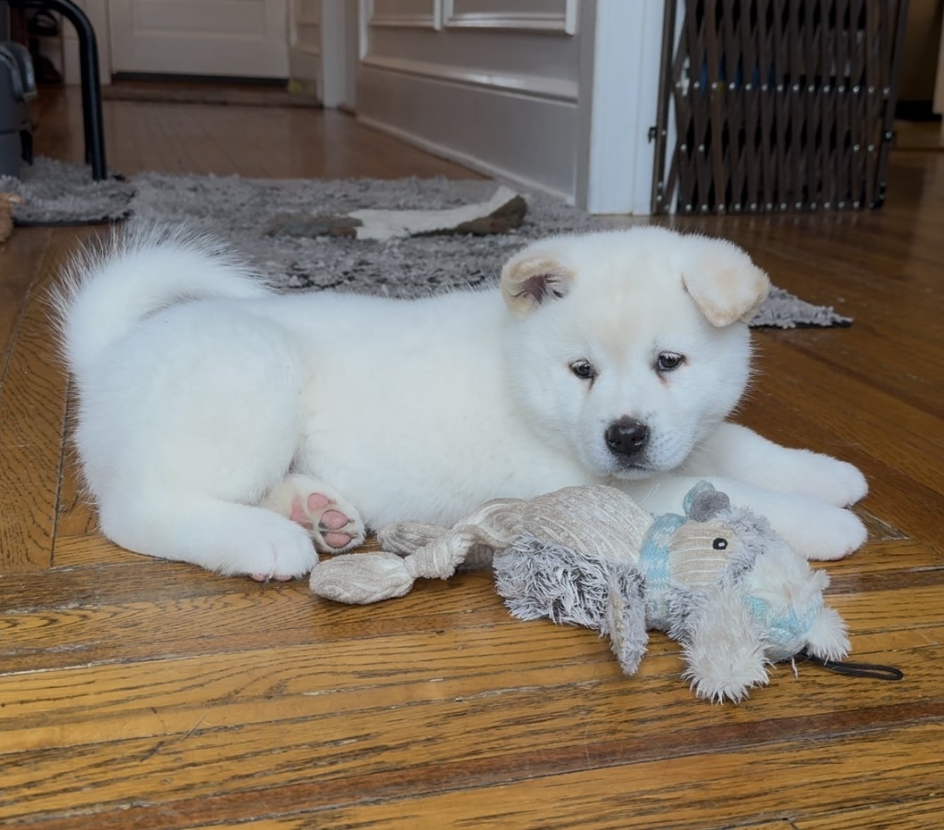 Girl 2 - 7 weeks old. Reserved. William