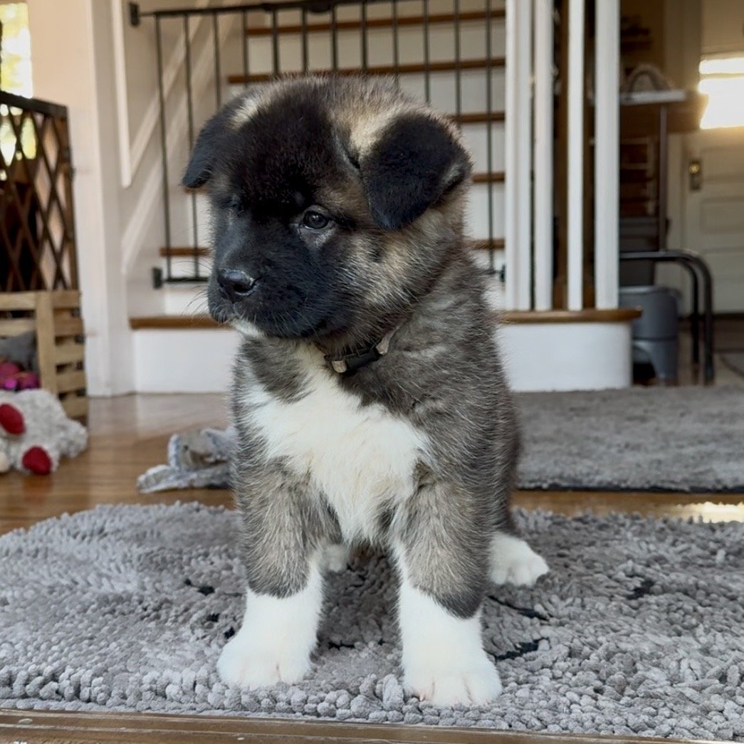 Girl 3 Silver collar - 7 weeks old. Reserved. Patricia