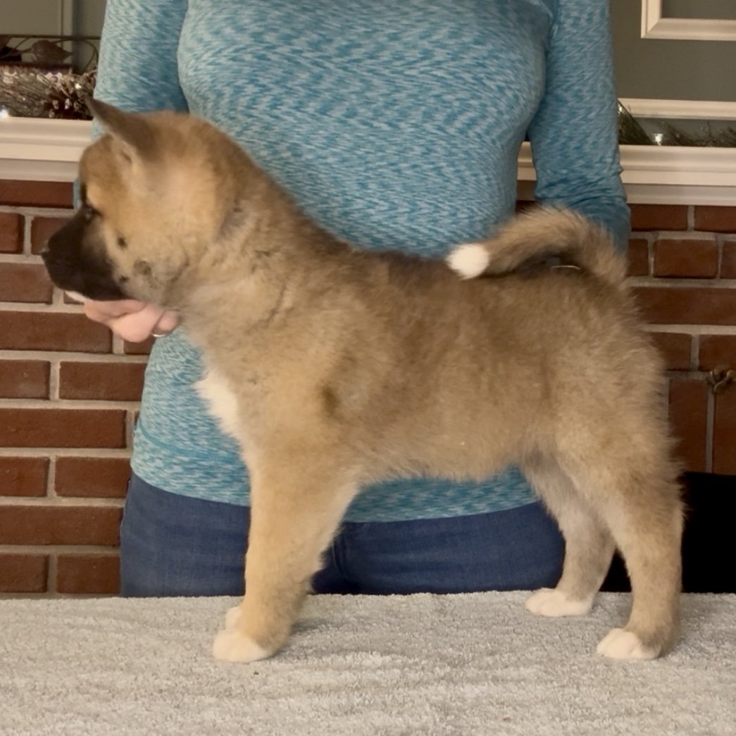 Girl 1 - 7 weeks old. Reserved. George F