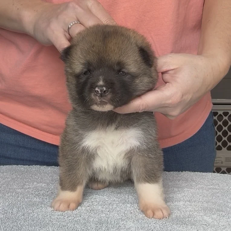 Girl 2 - 3 weeks old