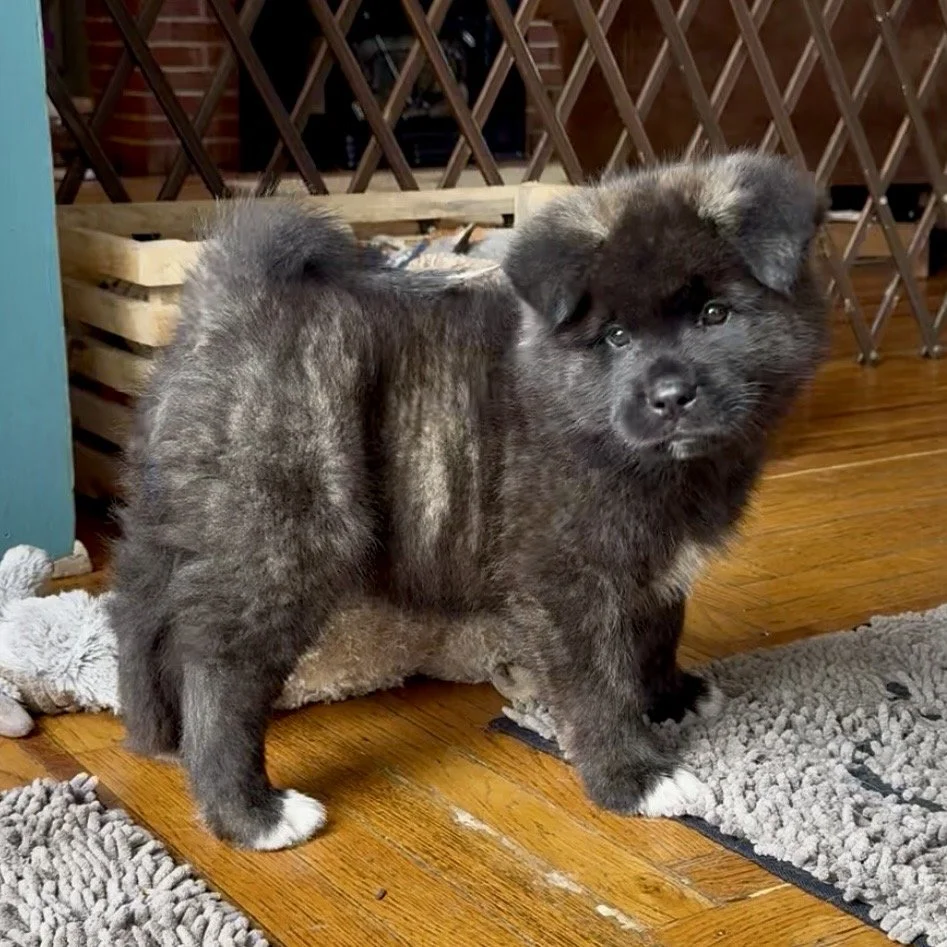 Boy 2 Navy collar - 7 weeks old. Reserved. Cecilia