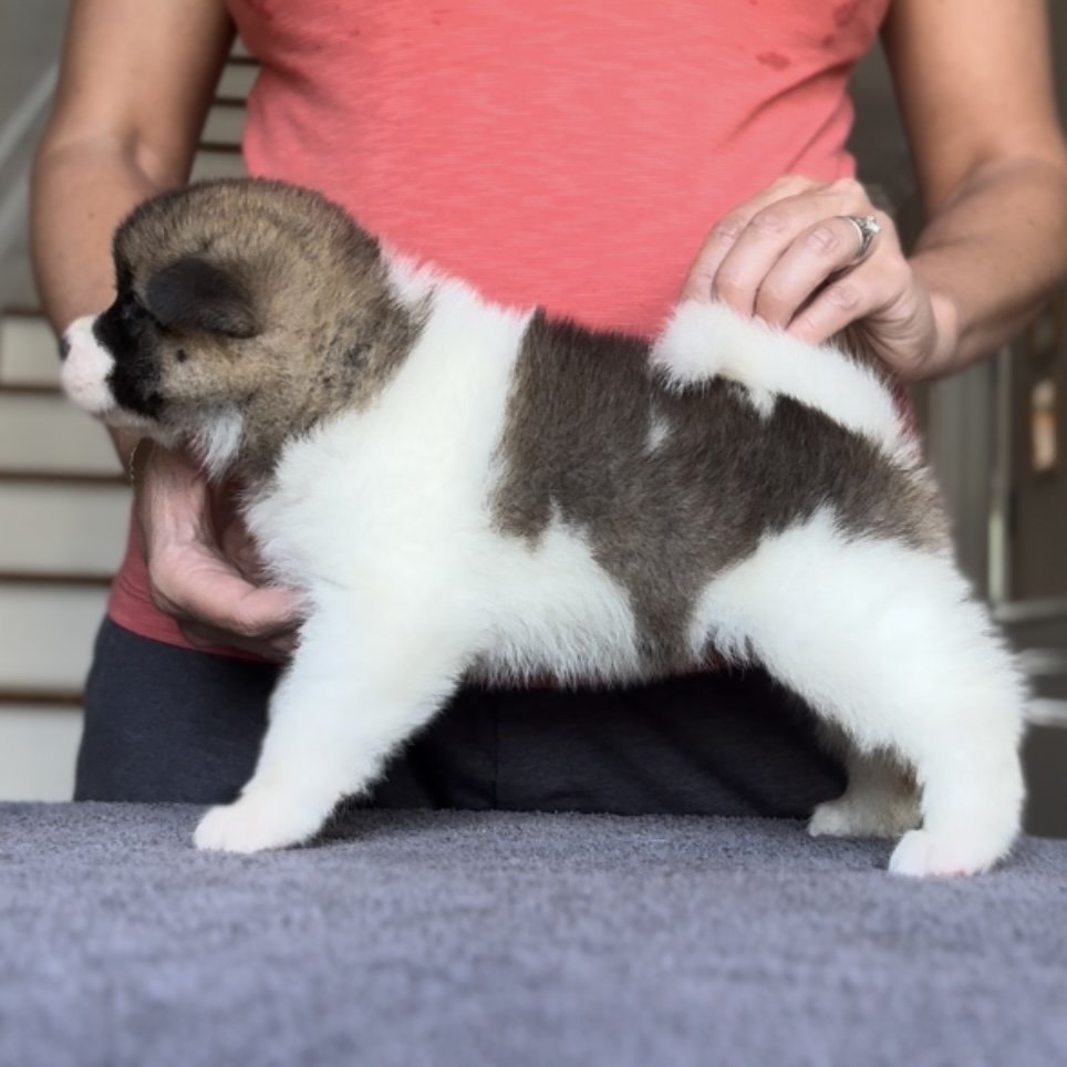 Girl 4 - 4 weeks old