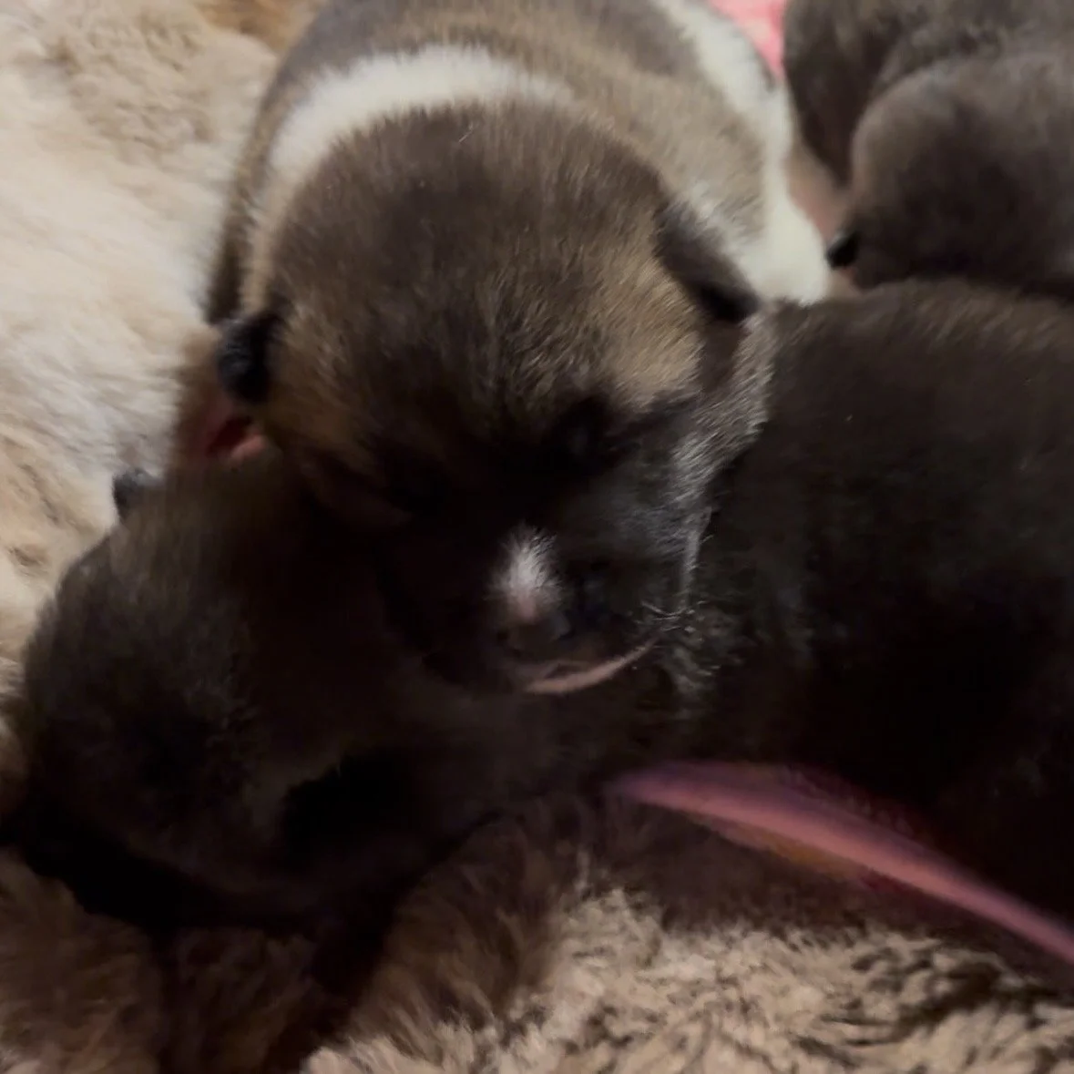 Girls 2 weeks old