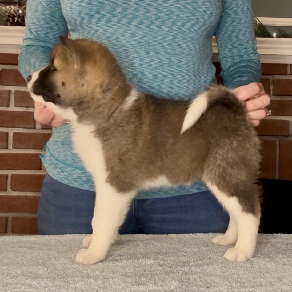 Girl 4 - 7 weeks old