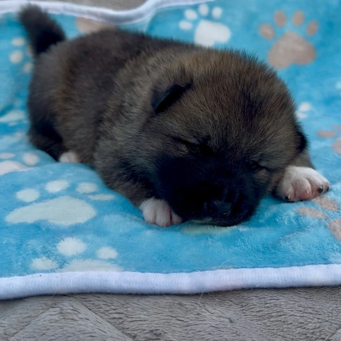 Boy 2 - 2 weeks old