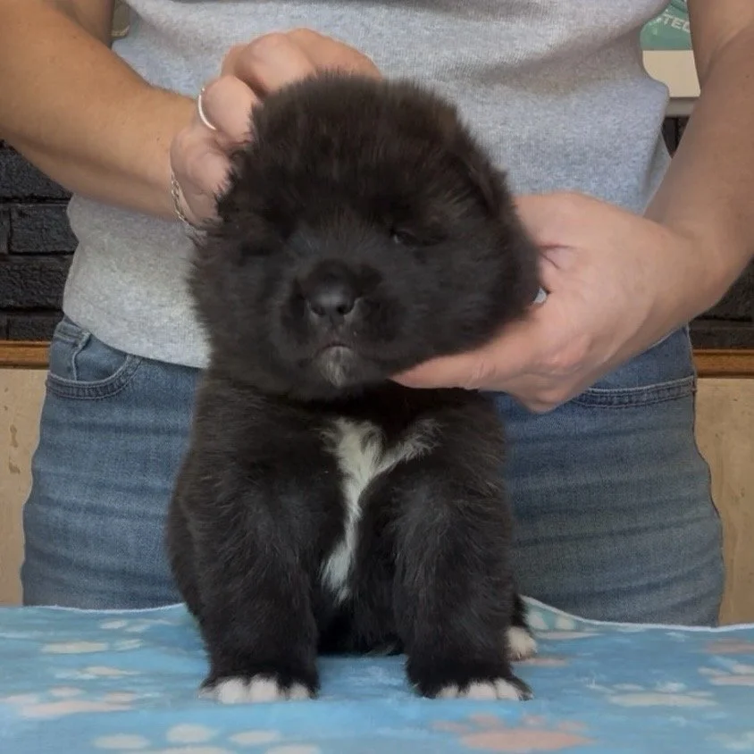 Boy 2 Navy collar - 3 weeks old
