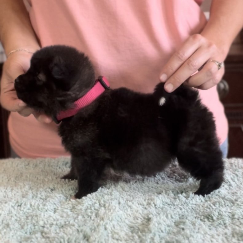 Girl 3 pink collar (the smallest pup)