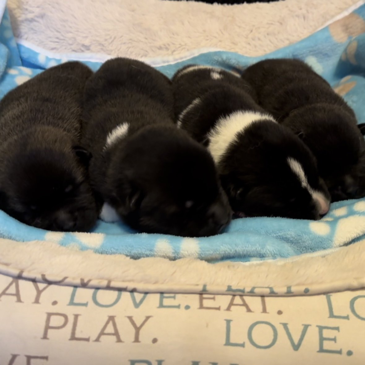 Boys - 1 week old
