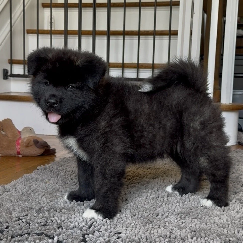 Boy 1 Brick red collar - 7 weeks old. Reserved. Cassandra