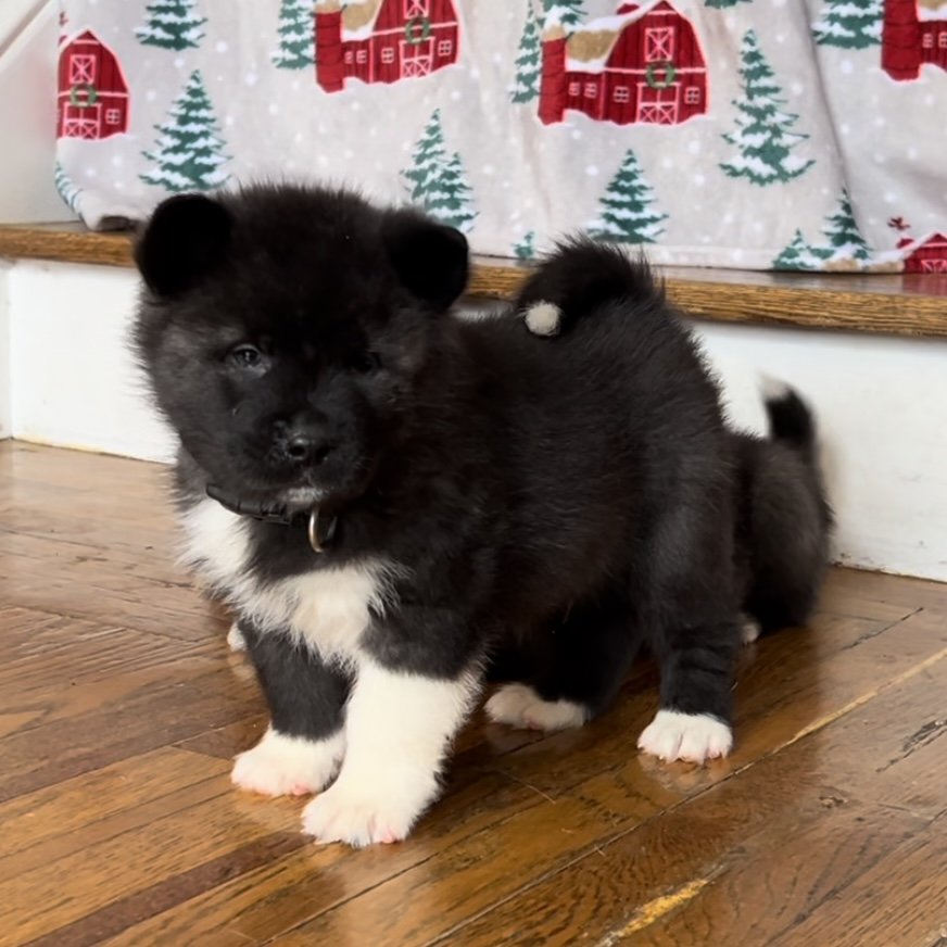 Boy black collar - Reserved. Marita