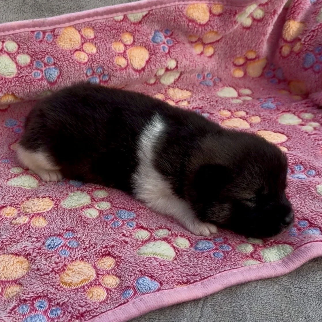 Girl 3 - 2 weeks old
