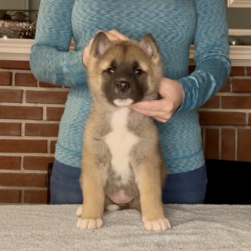 Girl 1 - 7 weeks old. Reserved. George F