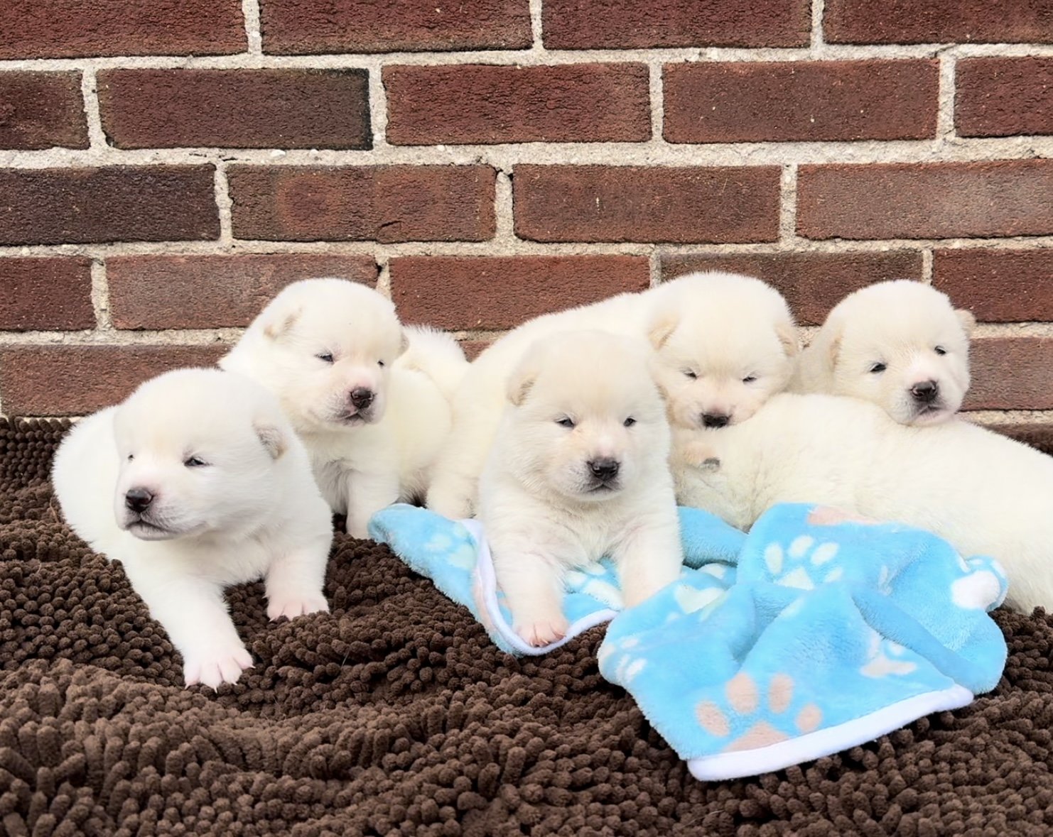 Boys - 2 1/2 weeks old