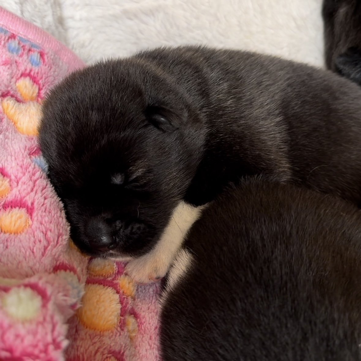 Girls - 1 week old