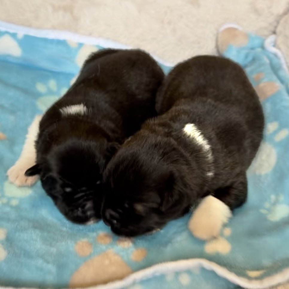 Boys - 1 week old