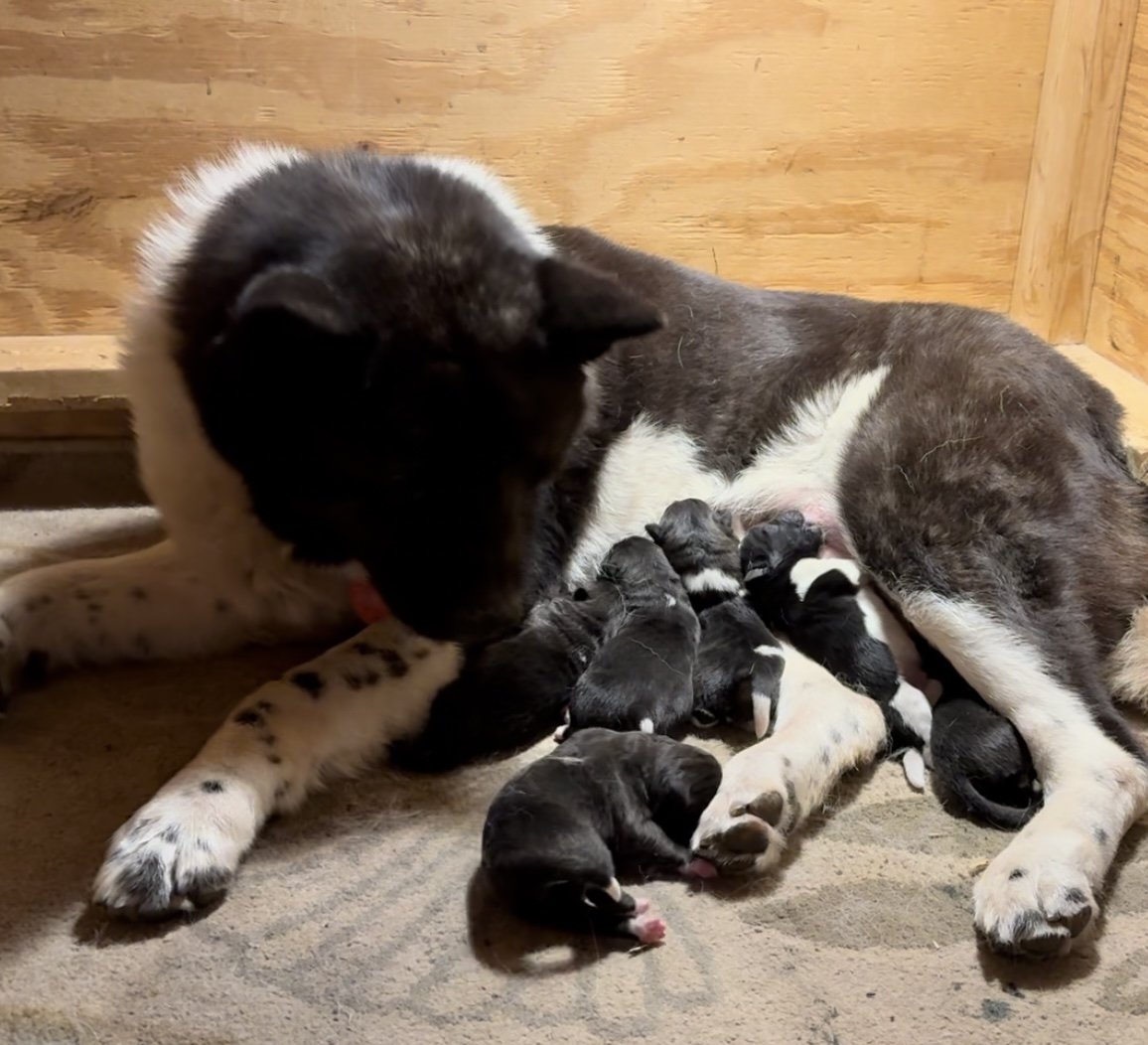 1 day old
