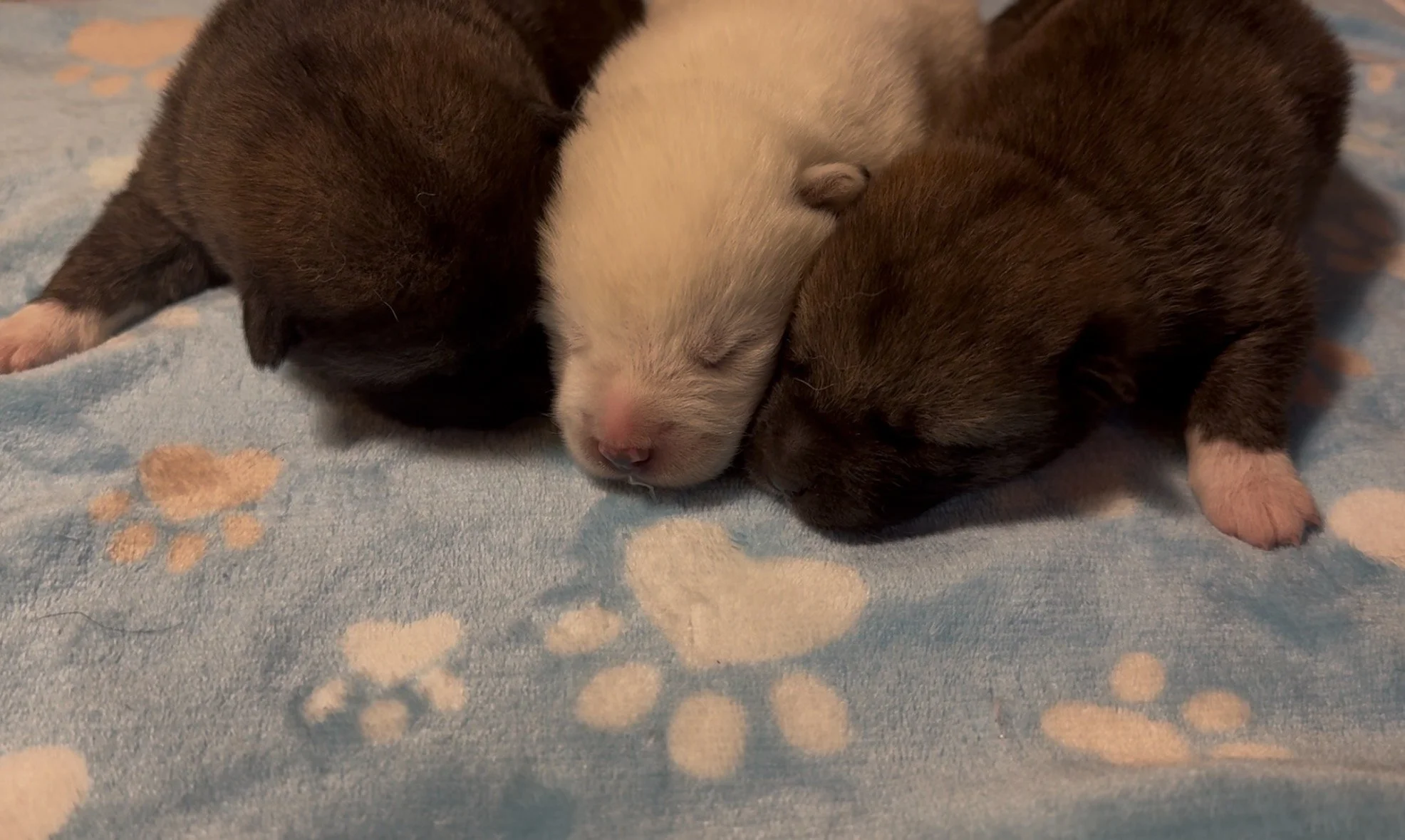 Boys - 1 week old