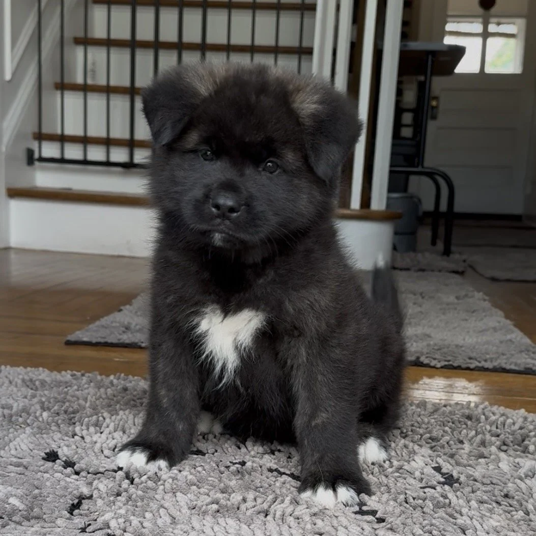 Boy 2 Navy collar - 7 weeks old. Reserved. Cecilia