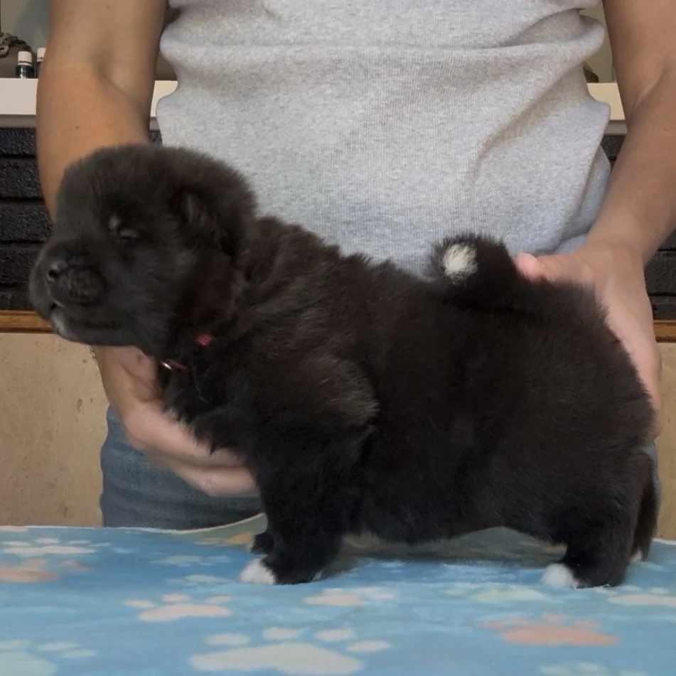 Boy 1 Brick collar - 3 weeks old