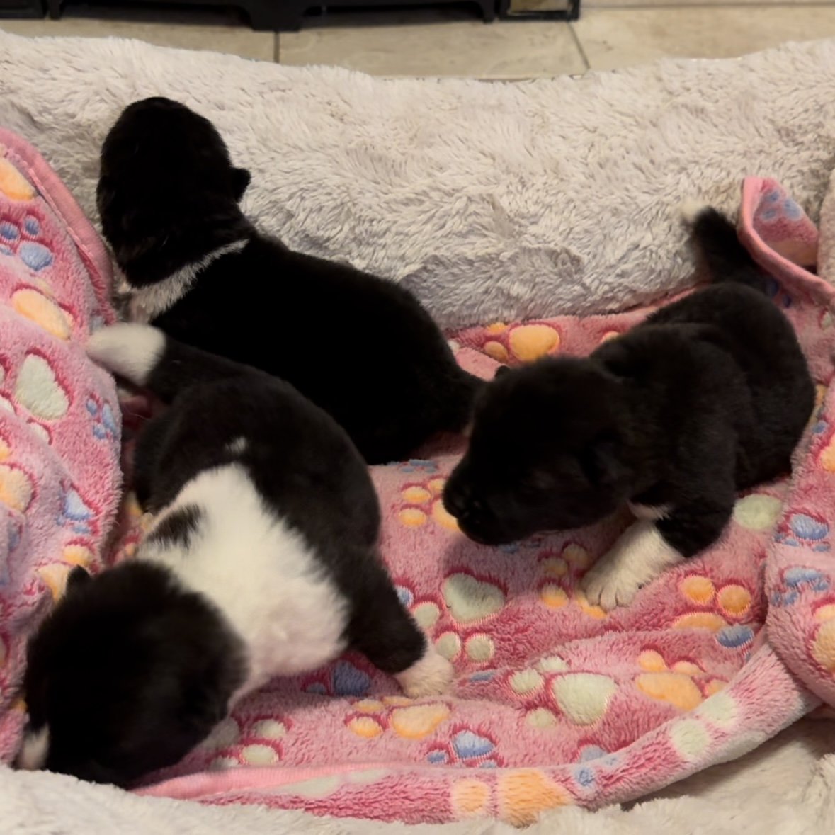 Girls 1 1/2 weeks old