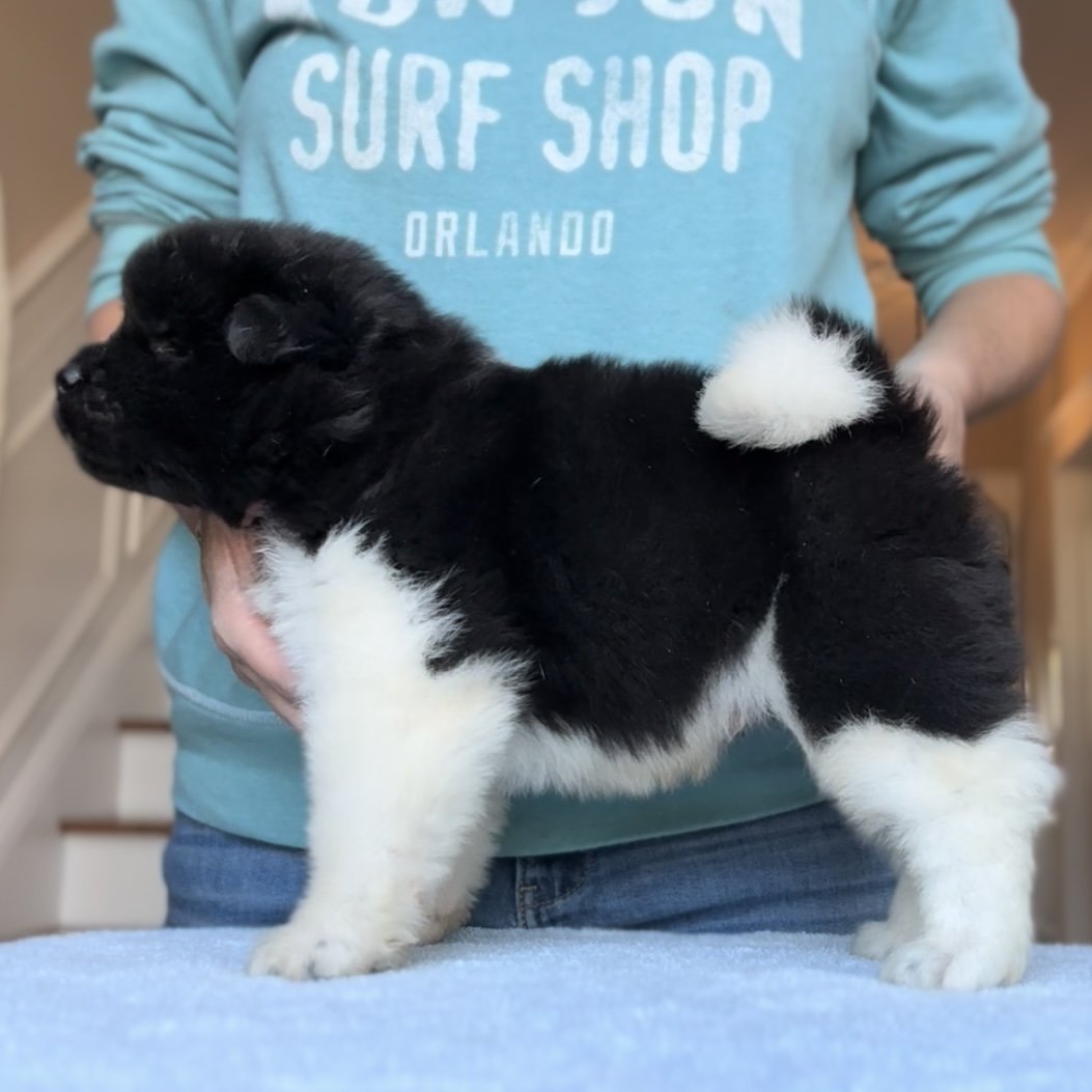 Boy 2 - 4 weeks old. Reserved. Sam