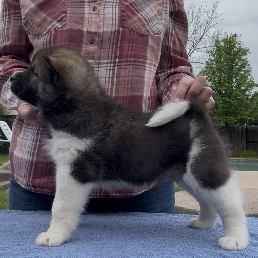 Girl 3 - 6 weeks old