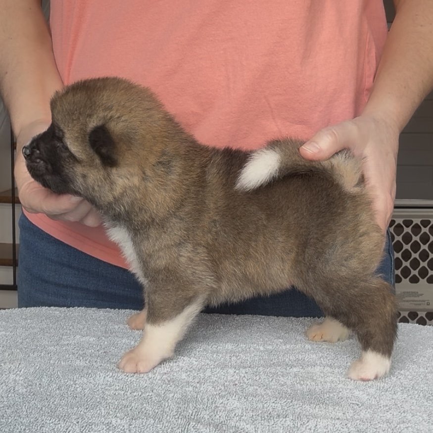 Girl 2 - 3 weeks old