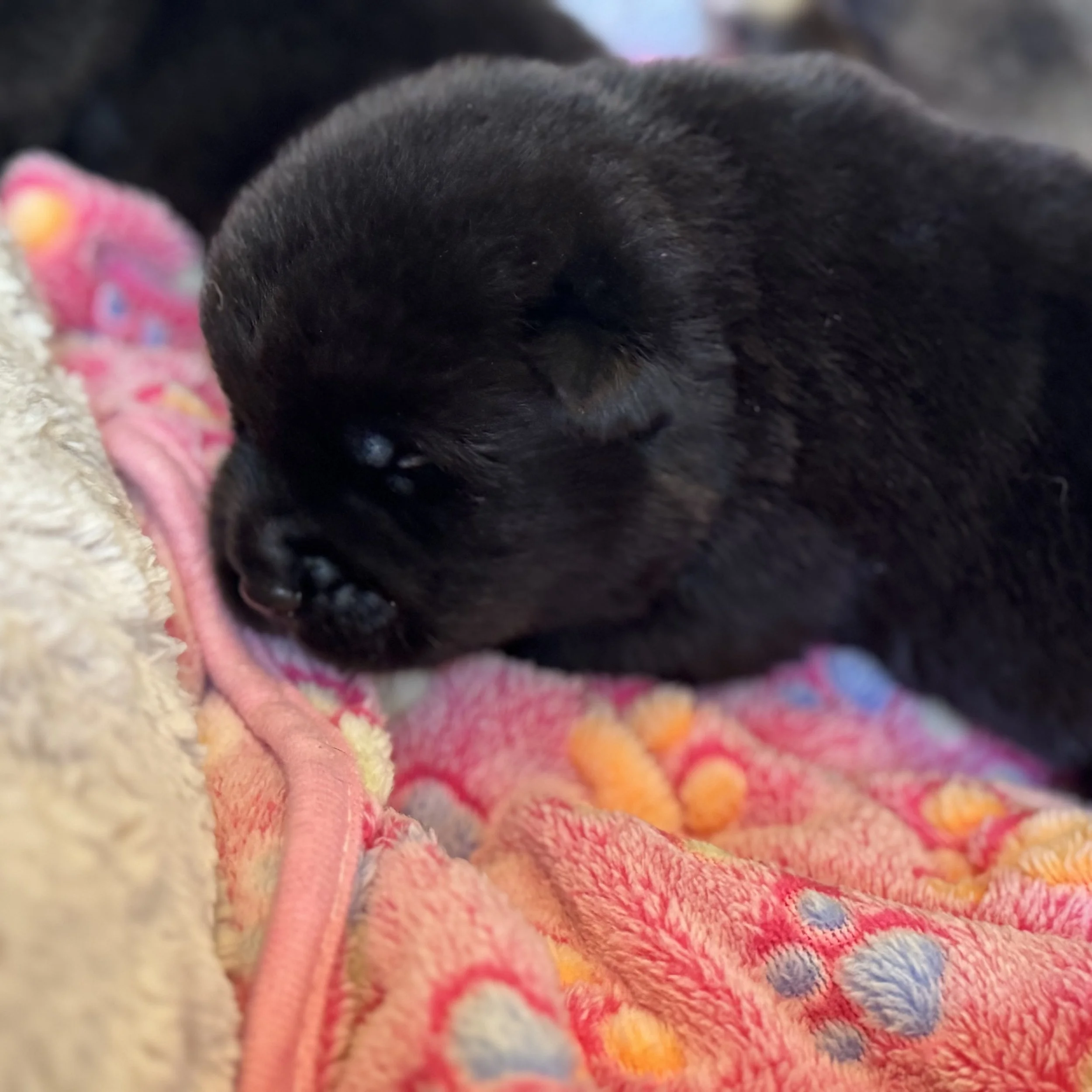Girls - 2 weeks old