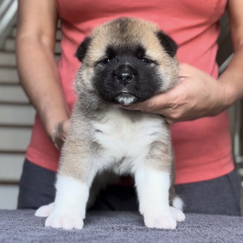 Girl 2 - 4 weeks old. Reserved Amy