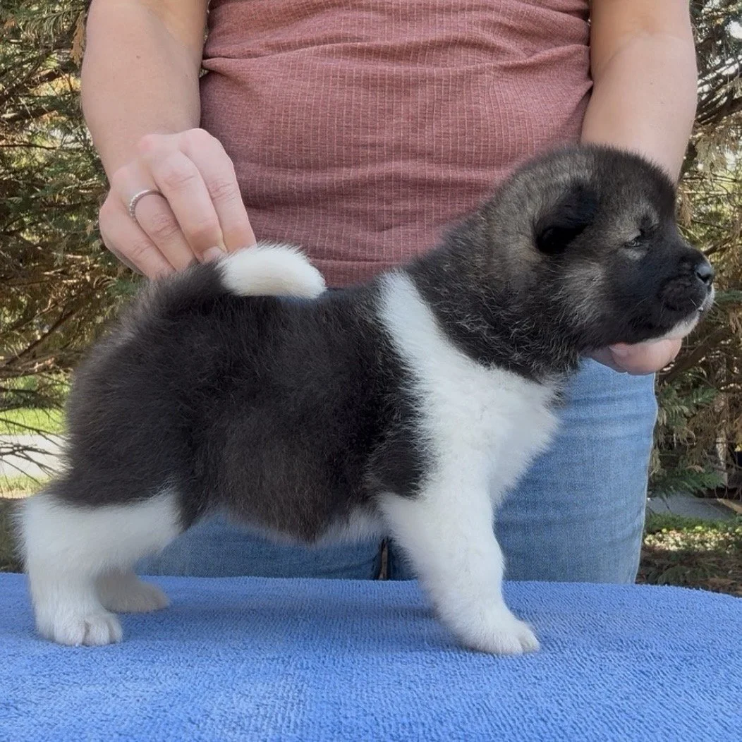 Girl 3 - 4 weeks old