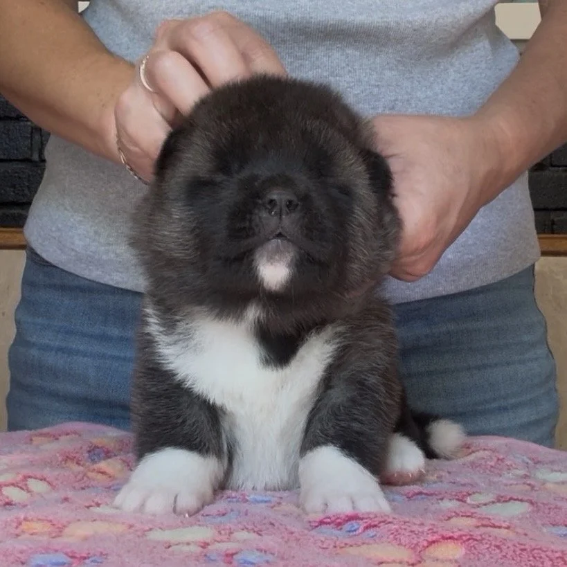 Girl 3 Silver collar - 3 weeks old