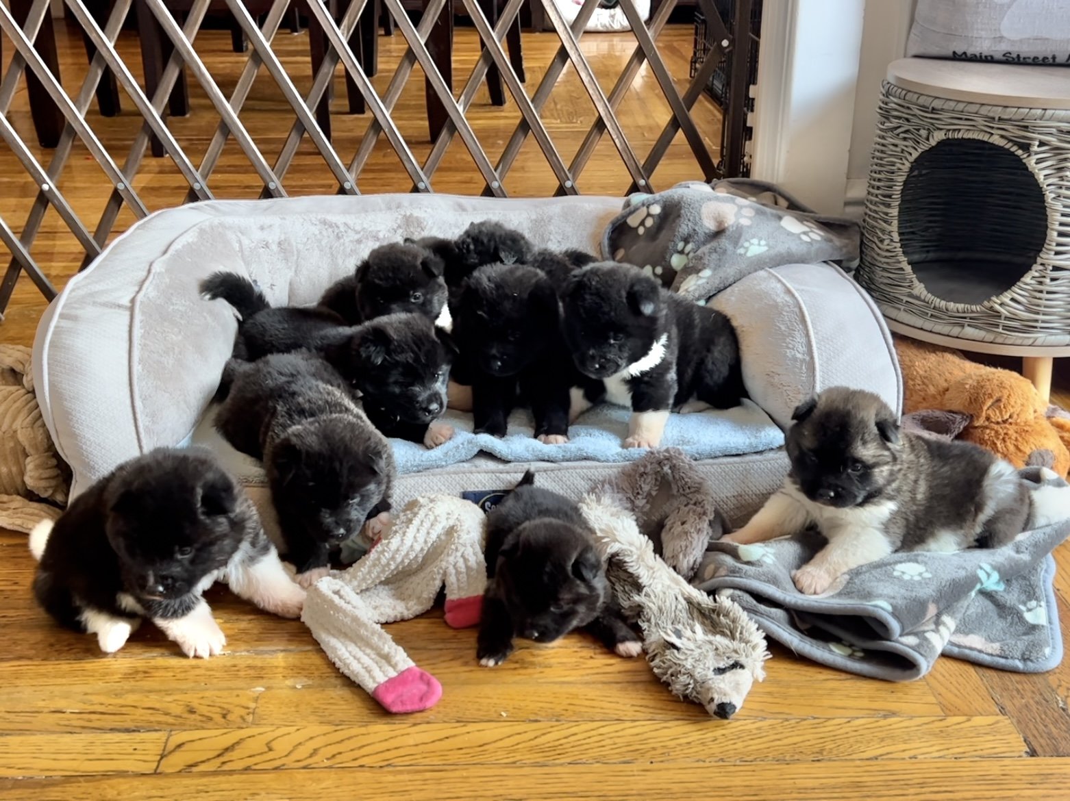 4 weeks old