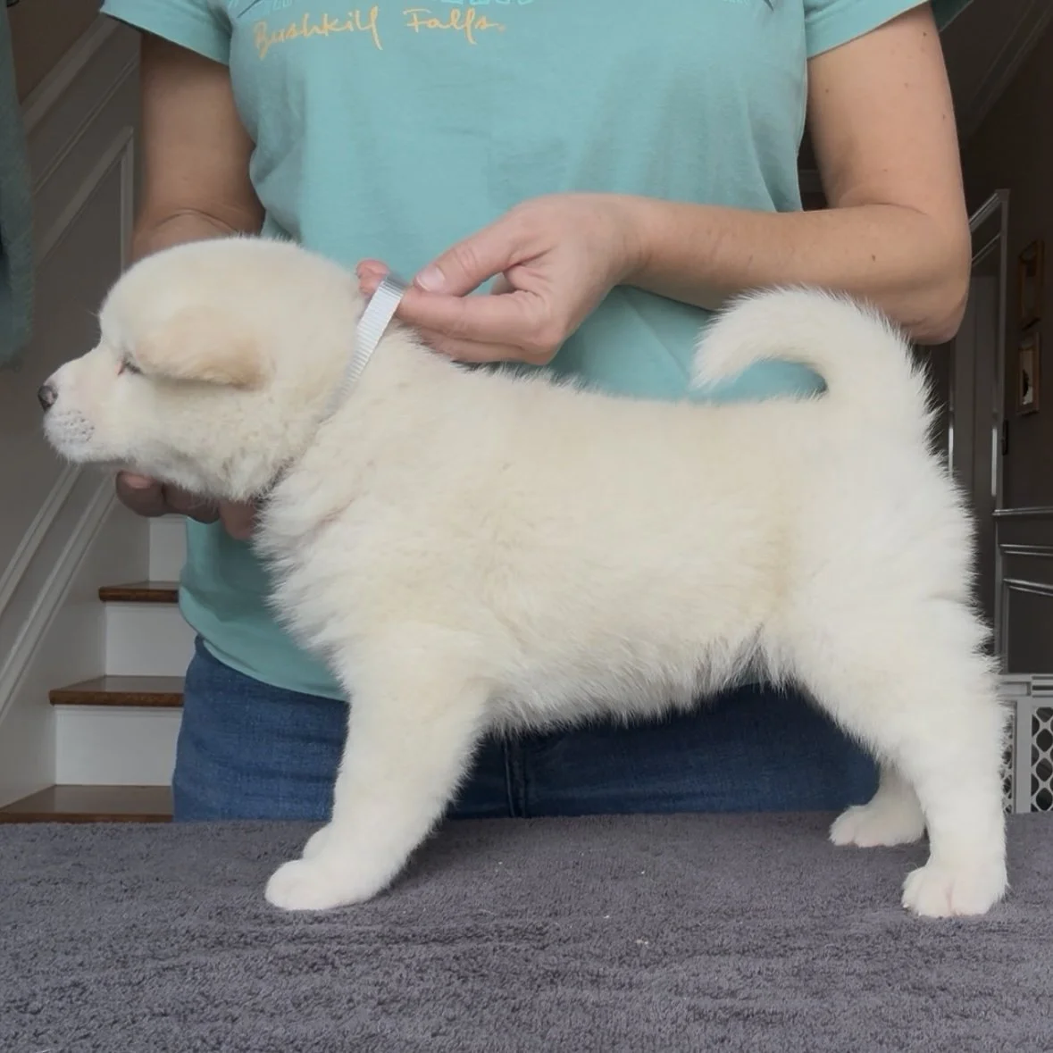 Girl Silver Collar - 4 weeks old. Available for our Guardian home program