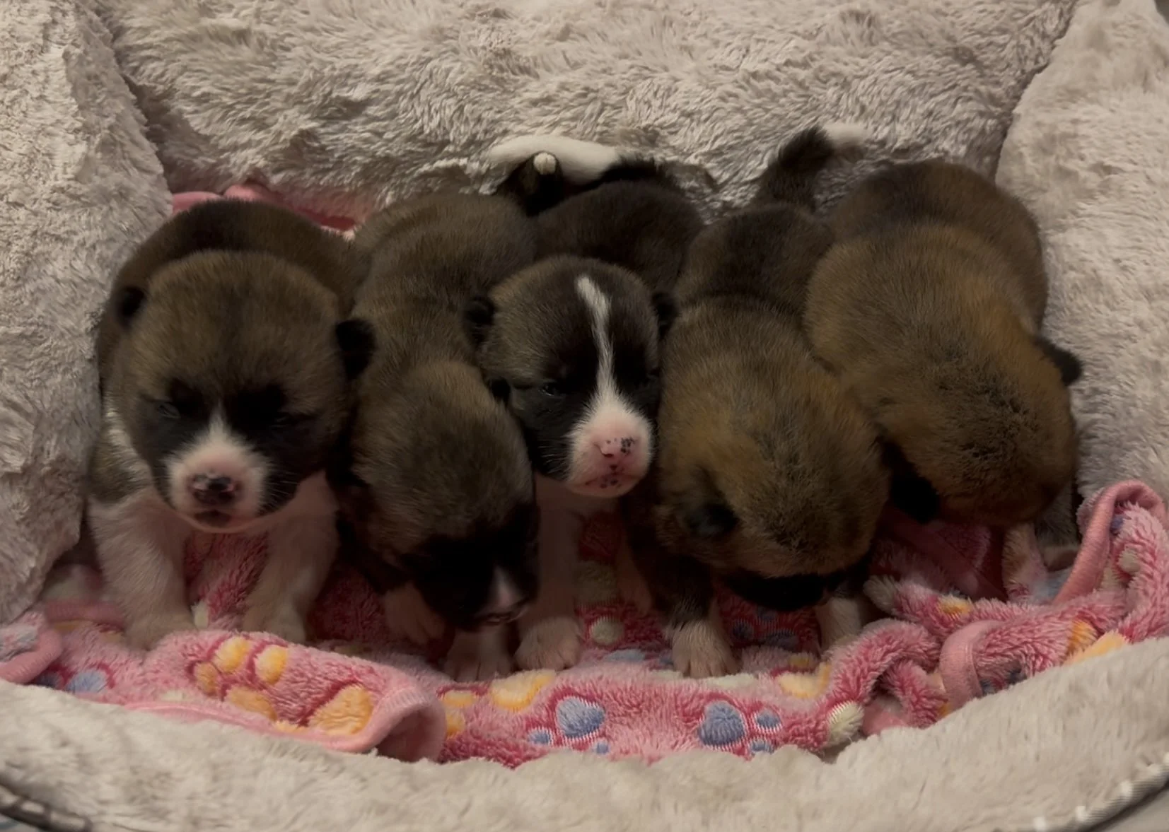 Girls 2 weeks old