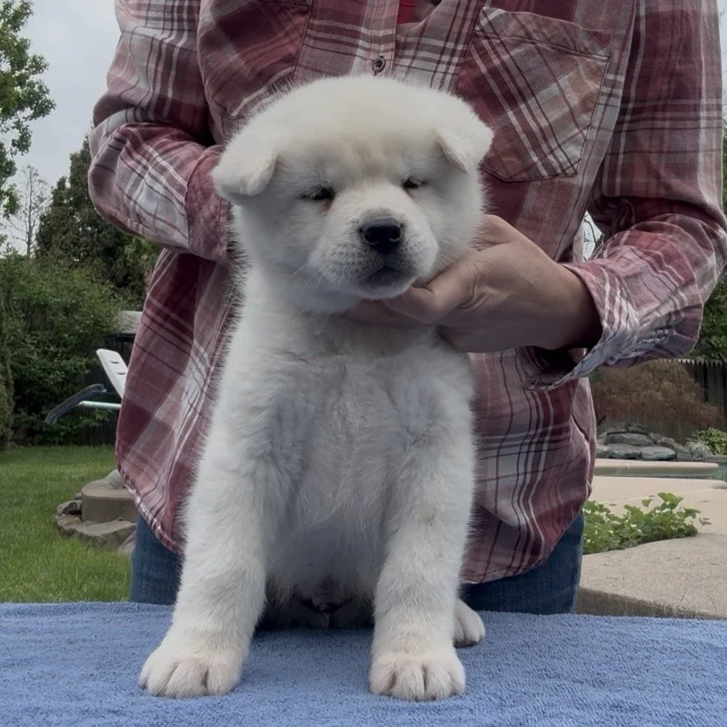 Boy 3 - 6 weeks old. Reserved. Brianne