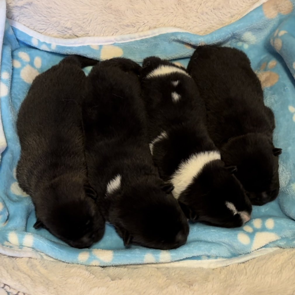 Boys - 1 week old