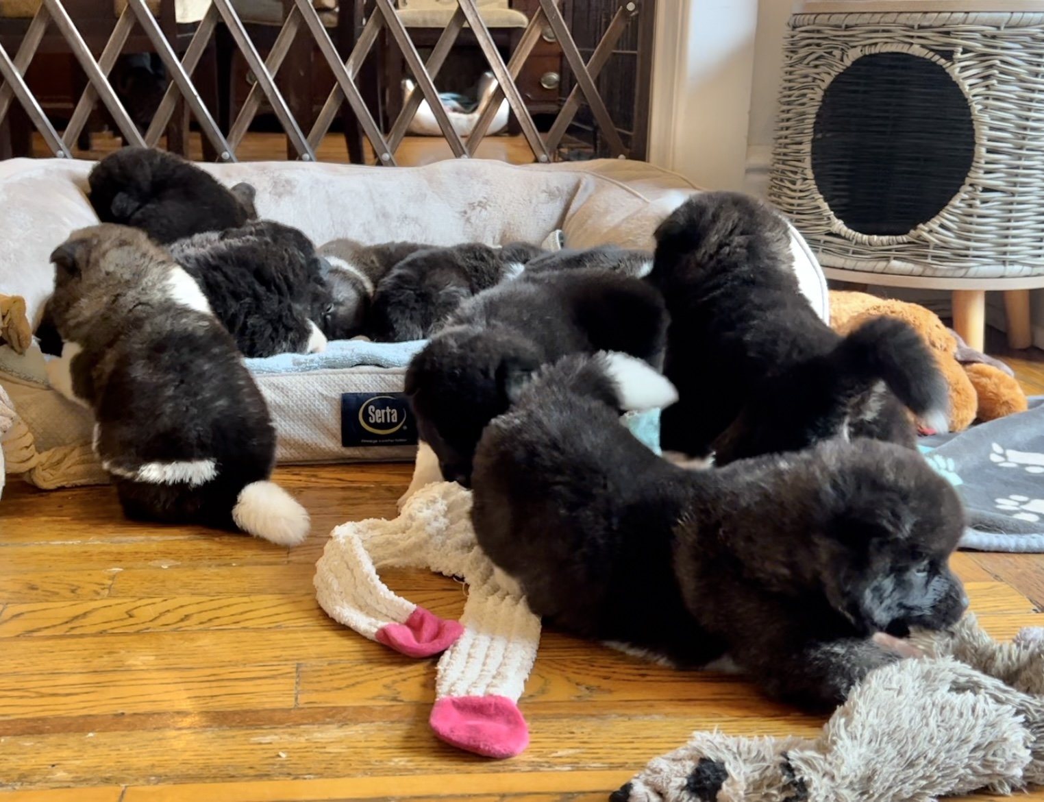 4 weeks old