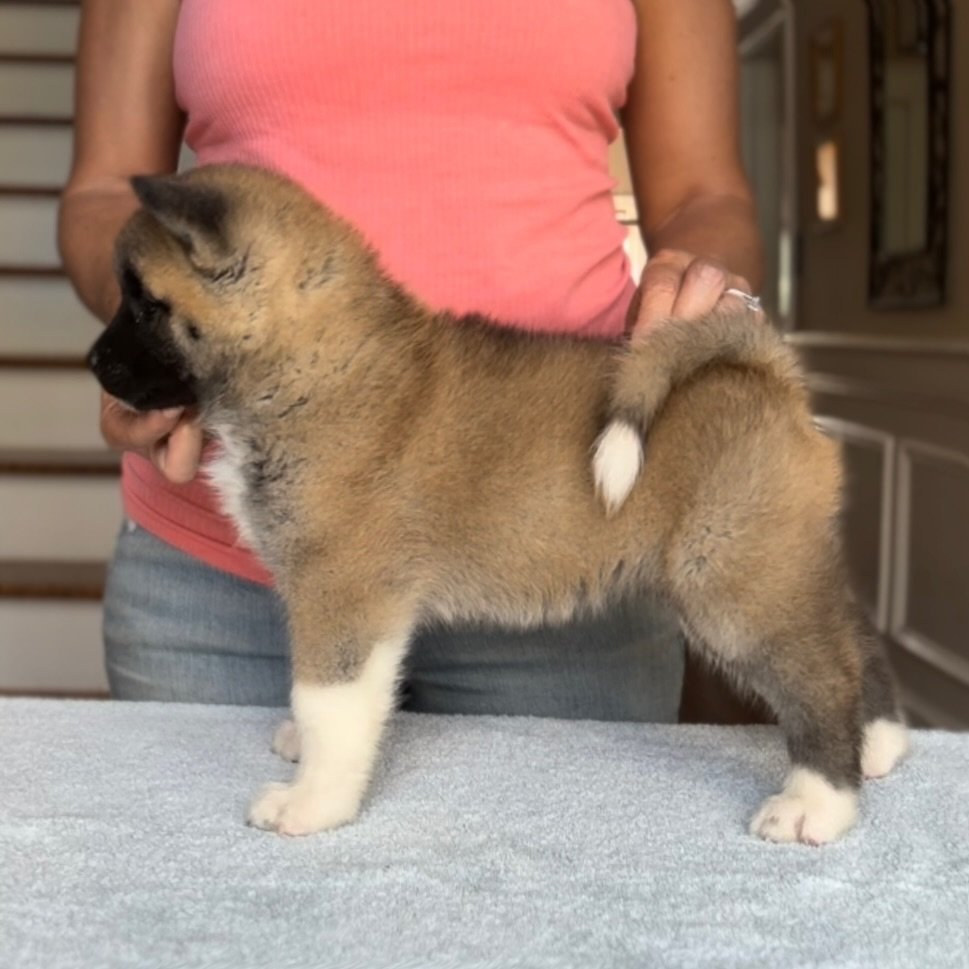 Girl 1 - 7 weeks old. Reserved Maureen