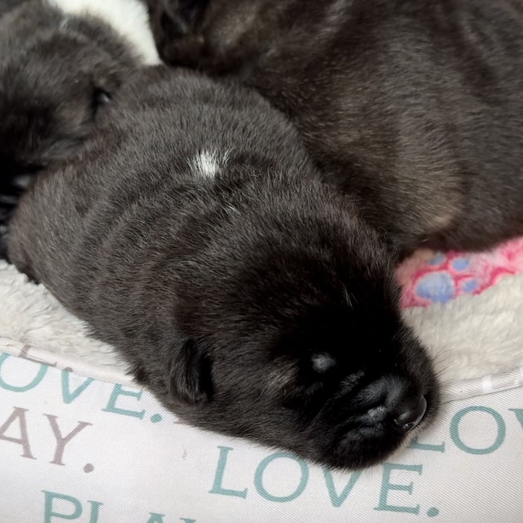 Girls - 1 week old